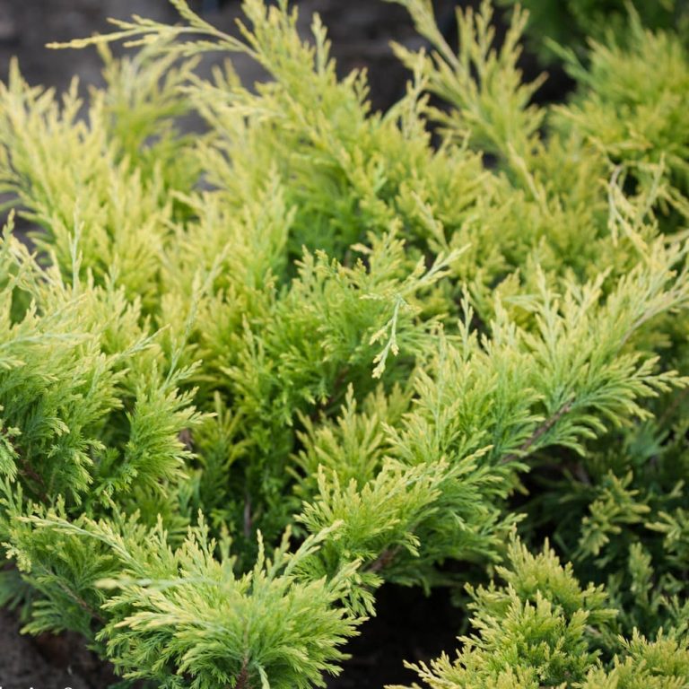 JUNIPER ‘GOOD VIBRATIONS’ GOLD – Morden Nurseries & Garden Centre