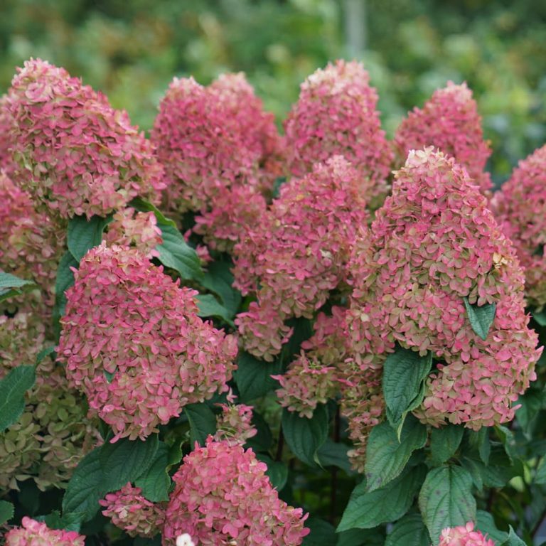 HYDRANGEA ‘QUICK FIRE FAB’ – Morden Nurseries & Garden Centre