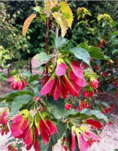 MAPLE ‘AMUR RUBY SLIPPERS’ – Morden Nurseries & Garden Centre