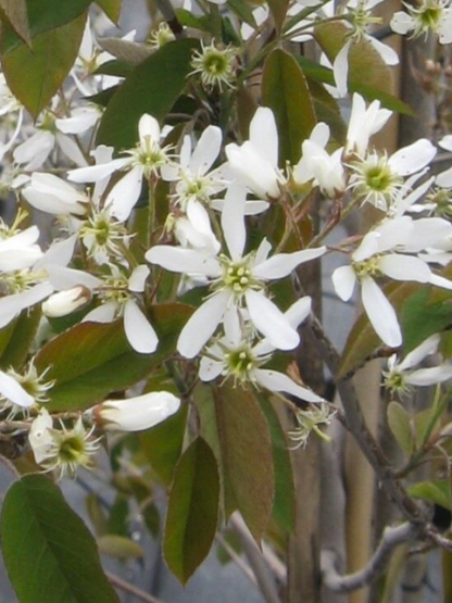 SERVICEBERRY 'AUTUMN BRILLIANCE'