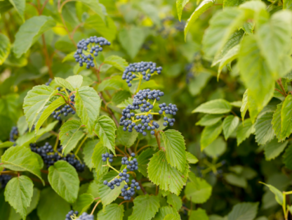 VIBURNUM 'AUTUMN JAZZ'