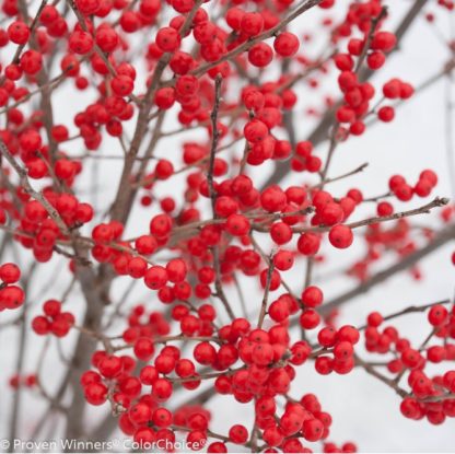 WINTERBERRY 'BERRY POPPINS'