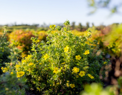 POTENTILLA 'GOLDFINGER'