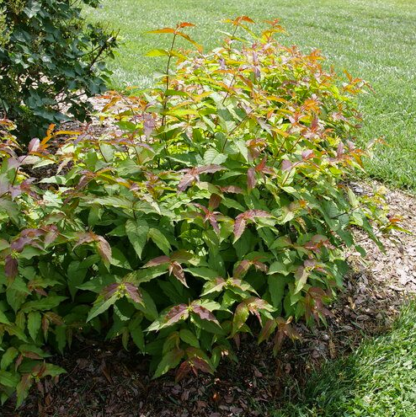 HONEYSUCKLE BUSH 'KODIAK RED 2.0'