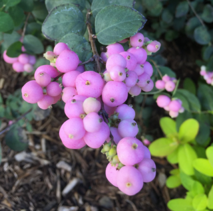 SNOWBERRY 'PROUD BERRY CORAL BERRY'