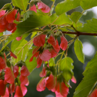 Image courtesy of Jeffries Nurseries