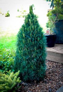 PINE ‘GREEN PENGUIN’ – Morden Nurseries & Garden Centre