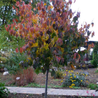 Image courtesy of Jeffries Nurseries