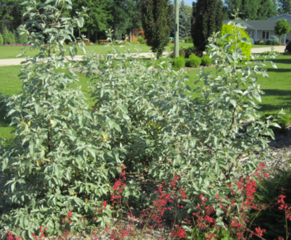 SILVERBERRY 'WOLF WILLOW'