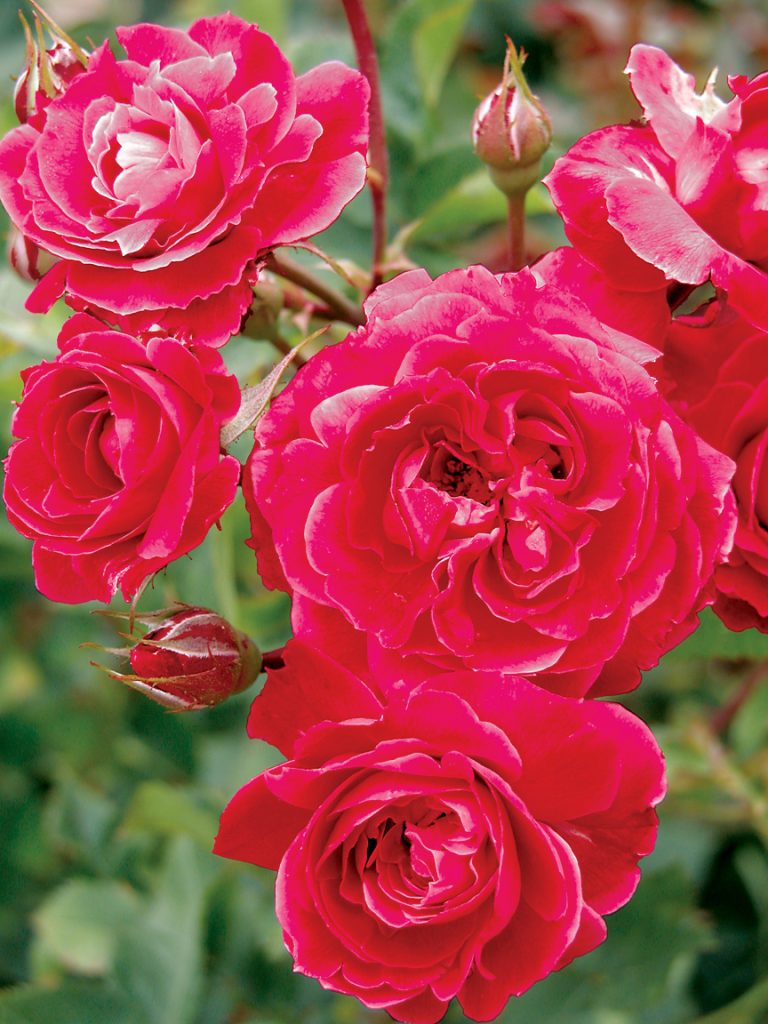 Rose ‘alexander Mackenzie’ – Morden Nurseries & Garden Centre