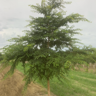 Image courtesy of Jeffries Nurseries