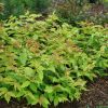 HONEYSUCKLE BUSH 'KODIAK FRESH'