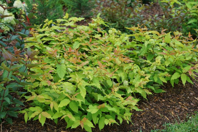 HONEYSUCKLE BUSH ‘KODIAK FRESH’ Morden Nurseries & Garden Centre