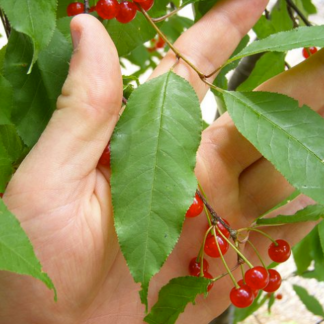 Image courtesy of Jeffries Nurseries