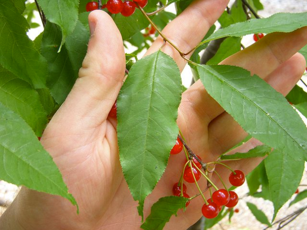 Image courtesy of Jeffries Nurseries