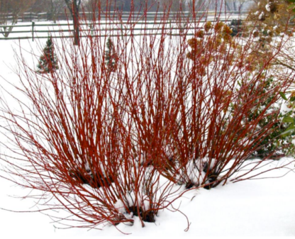 DOGWOOD 'ARCTIC FIRE'