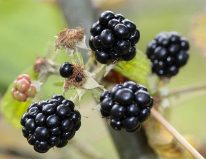 BLACKBERRY 'BALSOR'