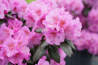 RHODODENDRON 'BLACK HAT'