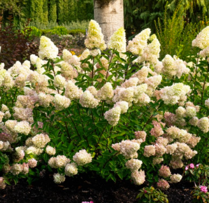 HYDRANGEA 'DRAGON BABY'