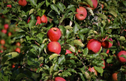 APPLE 'FALL RED'