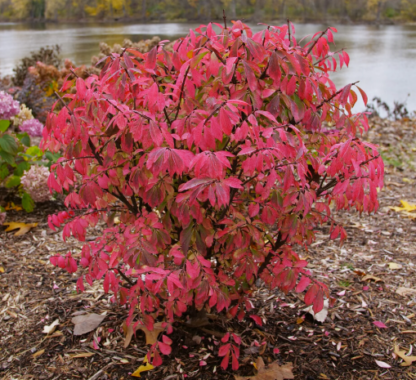 BURNING BUSH 'FIREBALL SEEDLESS'