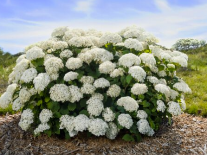 HYDRANGEA 'FLOWERFULL'