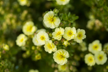 POTENTILLA 'LEMON MERINGUE'