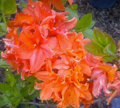 AZALEA 'MANDARIN LIGHTS'