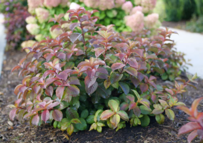 WEIGELA 'MIDNIGHT SUN'