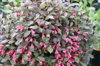 WEIGELA 'MIDNIGHT WINE SHINE'