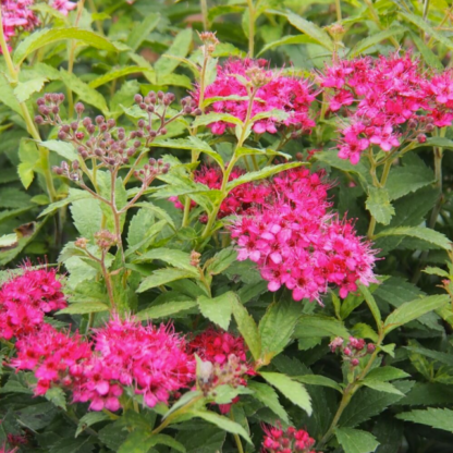 SPIREA 'NEON FLASH CHERRY RED'