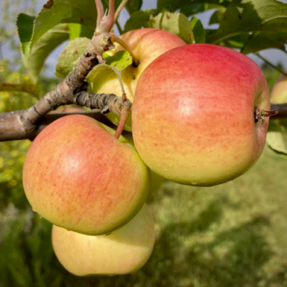 APPLE 'PRAIRIE SENSATION'