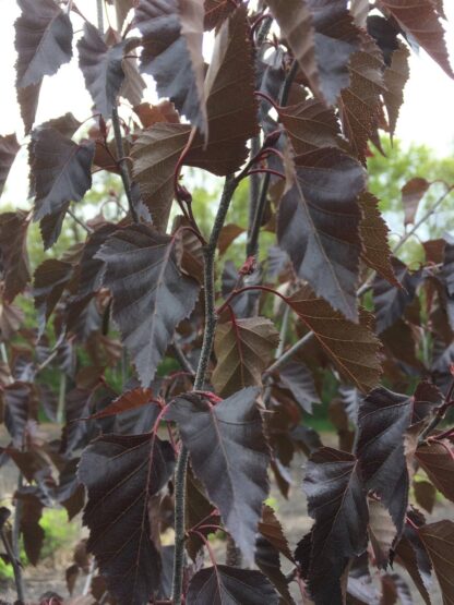 BIRCH 'PURPLE TREASURE'