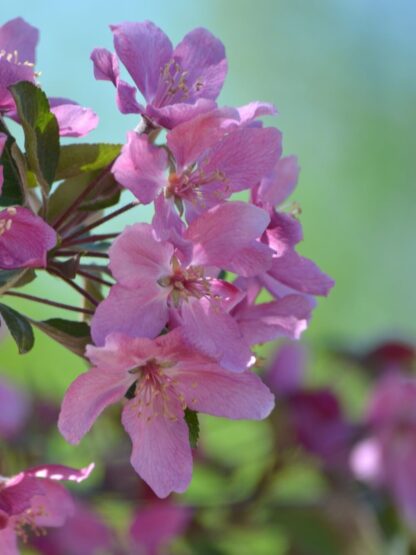 CRABAPPLE ROSYBLOOM 'RADIANT'