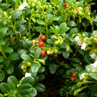 LINGONBERRY 'RED CANDY'