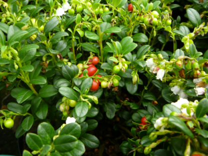 LINGONBERRY 'RED CANDY'