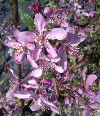 CRABAPPLE ROSYBLOOM 'ROSY GLO'