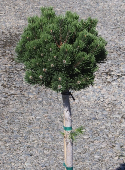 TOPGRAFT 'SHERWOOD COMPACT DWARF MUGO PINE'