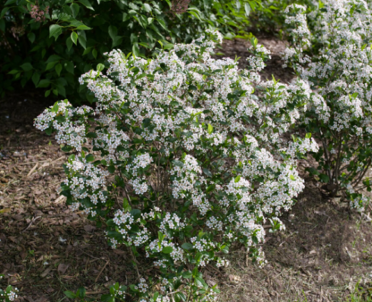 CHOKEBERRY 'LOW SCAPE SNOWFIRE'