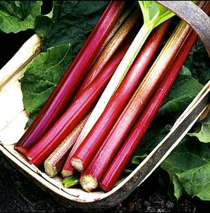 RHUBARB 'STRAWBERRY RED'