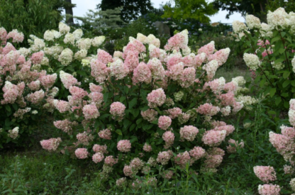 HYDRANGEA 'STRAWBERRY SUNDAE'