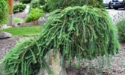 LARCH 'WEEPING'